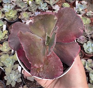 E. GIBB. SCARLET BLISS (CARÚNCULAS) POTE 9