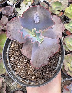 E. GIBB. BLUE CAT (CARÚNCULAS) POTE 11