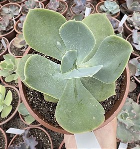 E. GIBB. PAPAGENO CUIA 13