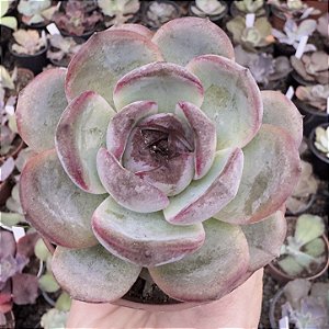 E. DARK OPAL POTE 9