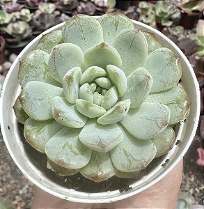 E. ROUGUE JENNY POTE 9