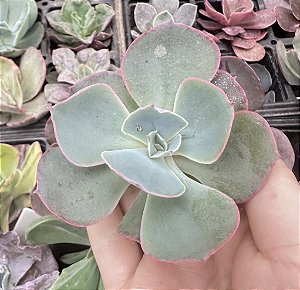 E. GIBB. SAHARA (SEM RAIZ)