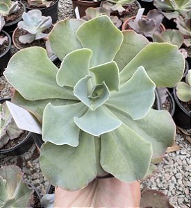 E. GIBB. TOPPER POTE 11