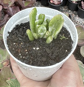 C. OVATA GOLLUM VAR. POTE 9