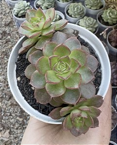 E. LITTLE LILY POTE 9