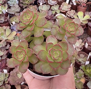 E. LITTLE LILY POTE 9