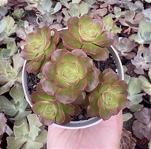 E. LITTLE LILY POTE 9