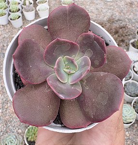 E. CASSYZ WINTER POTE 9