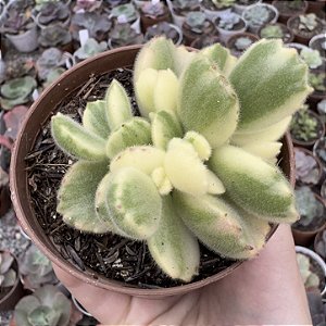 COTY. TOMENTOSA VAR. POTE 9
