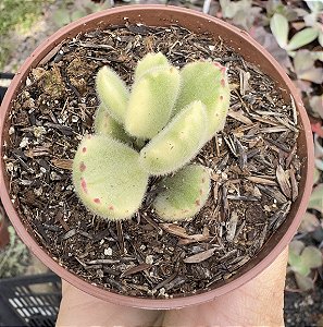 COTY. TOMENTOSA VAR. POTE 9