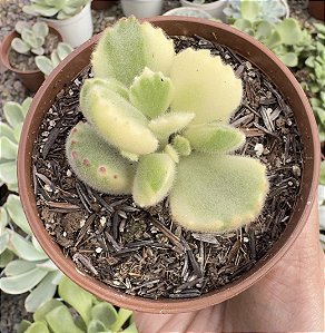 COTY. TOMENTOSA VAR. POTE 9
