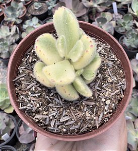 COTY. TOMENTOSA VAR. POTE 9