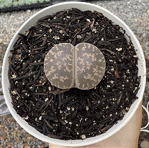 LITHOPS 7 POTE 9