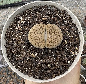 LITHOPS 9 POTE 9
