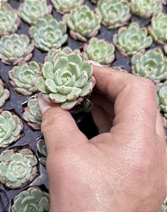 E. SITIFUKUMIAMA PLUG