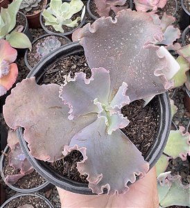 E. GIBB. RADORE POTE 9