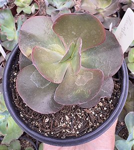 E. GIBB. RAINBOW POTE 11