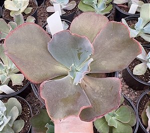 E. GIBB. RAJAH POTE 11