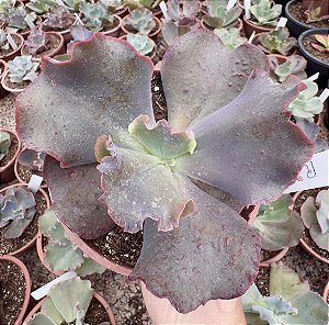 E. GIBB. RAJAH CUIA 13