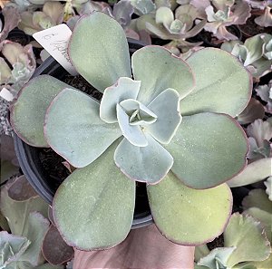 E. GIBB. HEPHAESTUS POTE 11