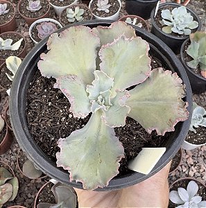 E. GIBB. CHANTILLY POTE 11