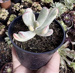 COTY. FLANAGANII VAR. POTE 9
