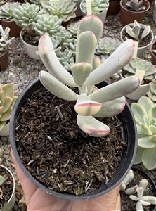 COTY. FLANAGANII VAR. POTE 9