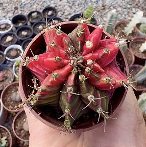 GYMNOCALYCIUM MIHANOVICHII (1) POTE 6