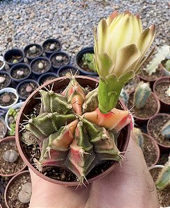 GYMNOCALYCIUM MIHANOVICHII (2) POTE 6