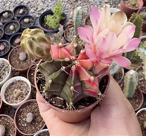 GYMNOCALYCIUM MIHANOVICHII (3) POTE 6