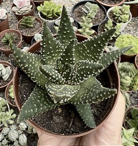 HAWORTHIA MARGARITIFERA POTE 9