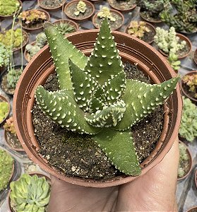 HAWORTHIA MARGARITIFERA POTE 9