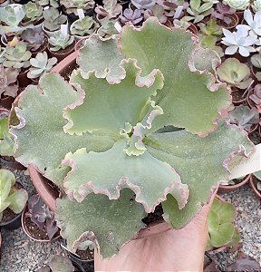 E. GIBB. MARJORIE POGUE POTE 11