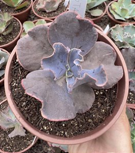 E. GIBB. VISTA (CARÚNCULAS) CUIA 13