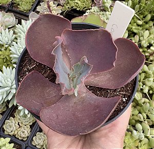 E. GIBB. COCO (IMPORTADA) POTE 11