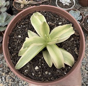 C. CAMPFIRE VAR. POTE 9