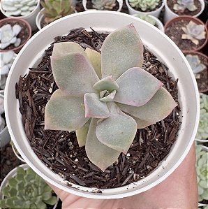 GRAP. PURPLE DELIGHT POTE 9