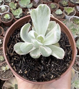 E. BERKELEY VAR. POTE 9