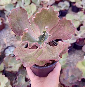 E. GIBB. DIAMOND STATE REVERSA (CARÚNCULAS) POTE 11