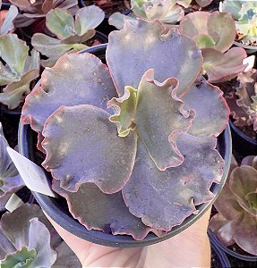 E. GIBB. THANOS (CARÚNCULAS) POTE 11