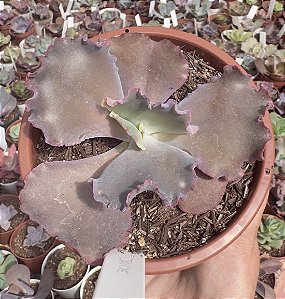 E. GIBB. MAUVE JADE POTE 11