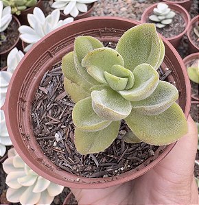 C. ARGYROPHYLLA VAR. SWAZIENSIS POTE 9