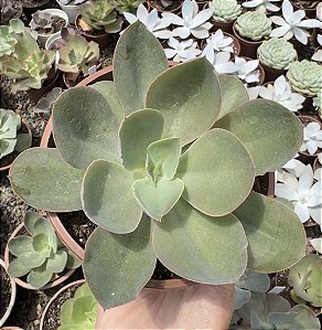 E. GIBB. HB. ASIÁTICA CUIA 13