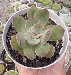 G. SUPERBUM SAVAGE LOVE POTE 9