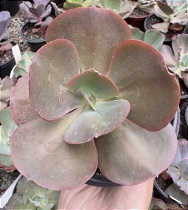 E. GIBB. RAINBOW POTE 11