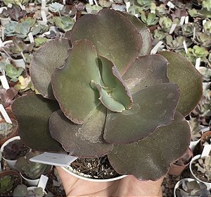 E. GIBB. RAINBOW POTE 9