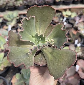 E. GIBB. B 06 IMPORTADA POTE 11