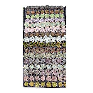 BANDEJA MISTA 128 PLUGINS