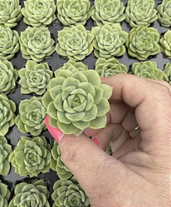 E. LIME´N CHILE PLUG