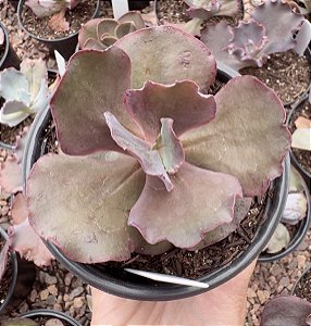 E. GIBB. TIBOUCHINA POTE 11